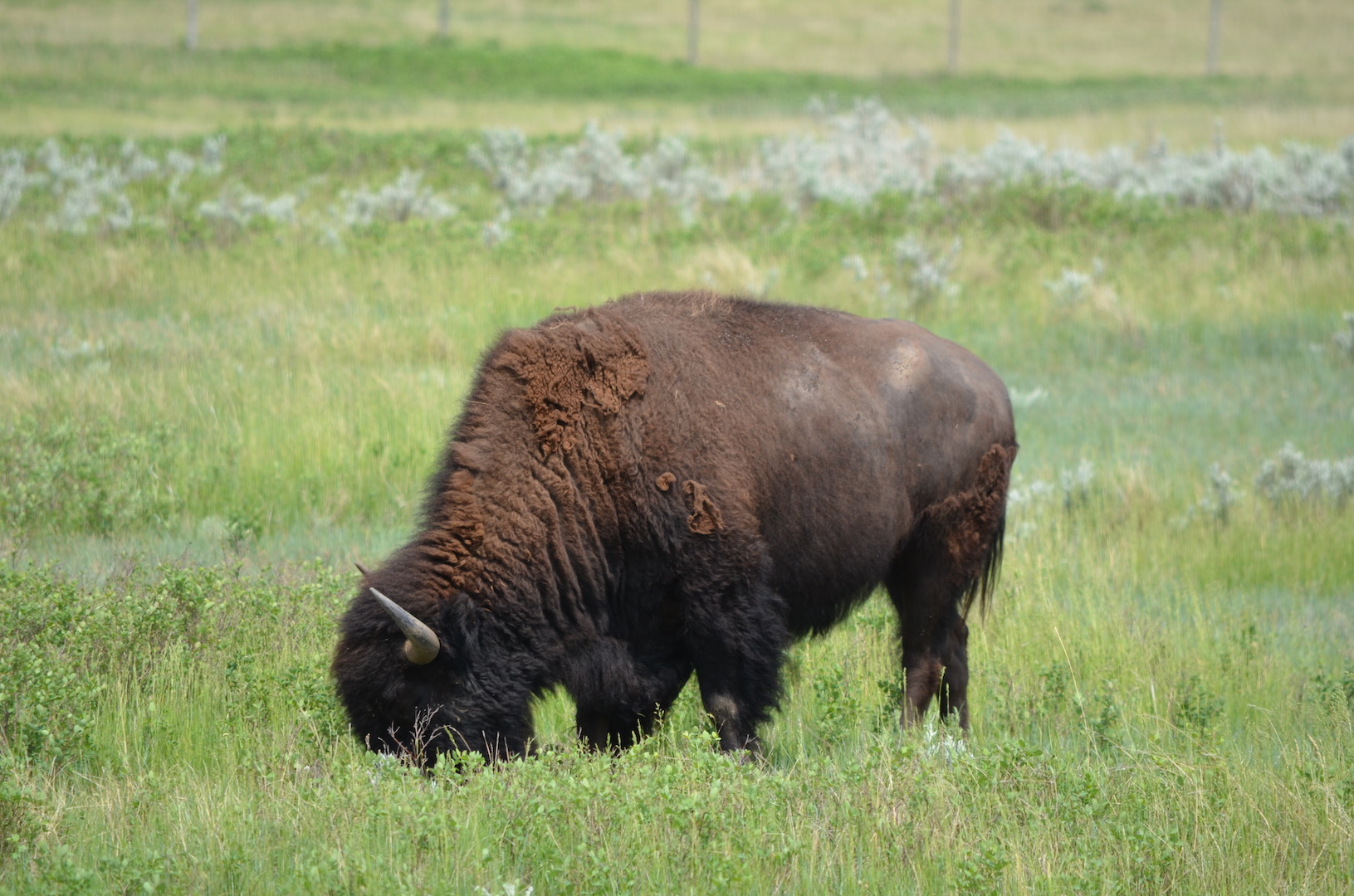 Bison