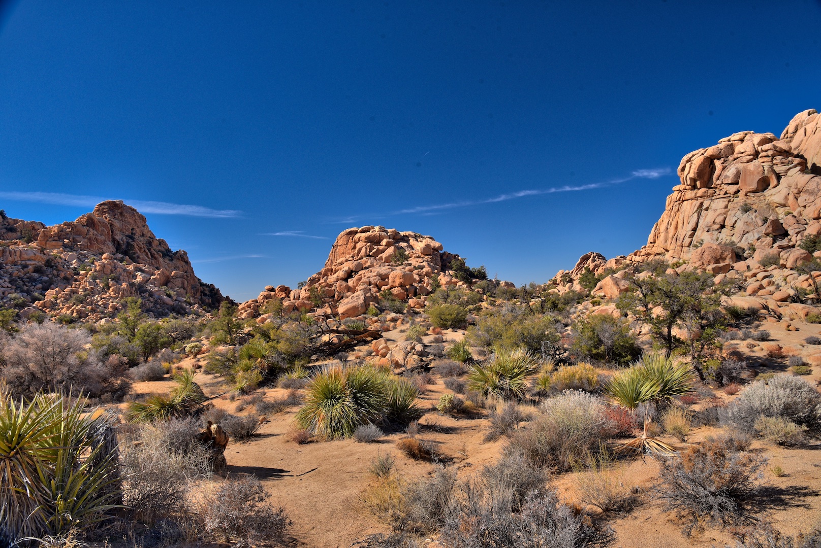 Joshua Tree