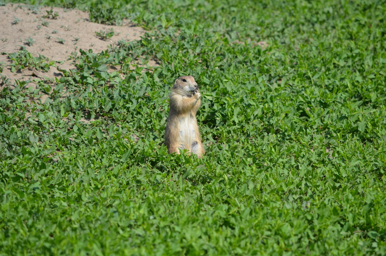 Prairie Dog